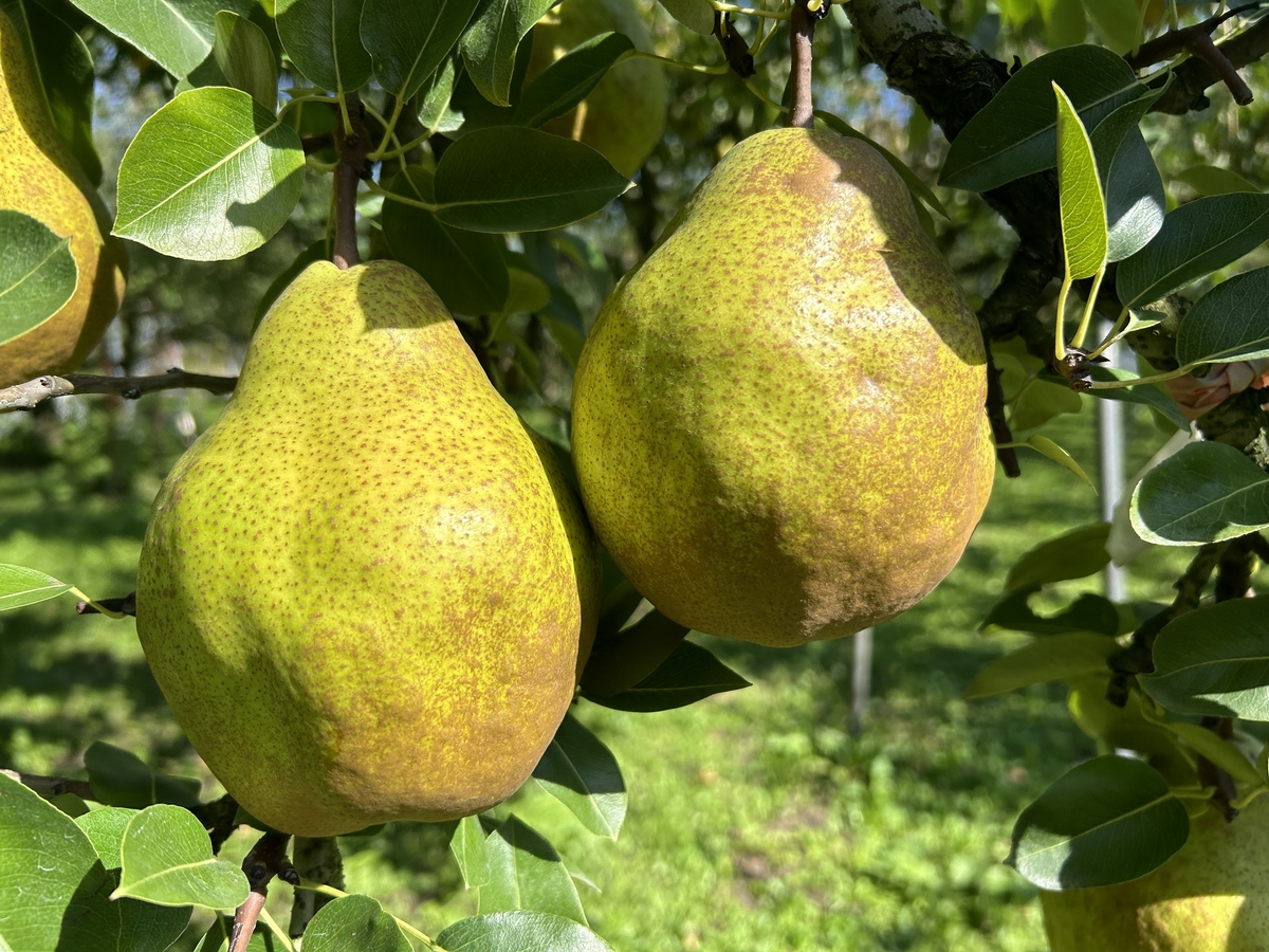 L-5N 贈答用ラ・フランス 約3kg | 王将果樹園